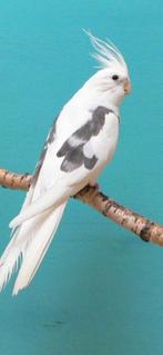 Zoek koppels valkparkieten, Dieren en Toebehoren, Meerdere dieren, Parkiet