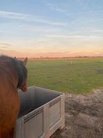 Verzorgpaard gezocht/bijrijder aangeboden, Dieren en Toebehoren, Ophalen of Verzenden, Nieuw