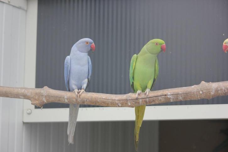 Halsband, Bergparkiet, Princess, Dieren en Toebehoren, Vogels | Parkieten en Papegaaien, Parkiet, Meerdere dieren, Geringd