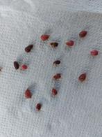 broedbolletjes van Begonia grandis, Tuin en Terras, Bloembollen en Zaden, Verzenden, Voorjaar, Halfschaduw, Zaad