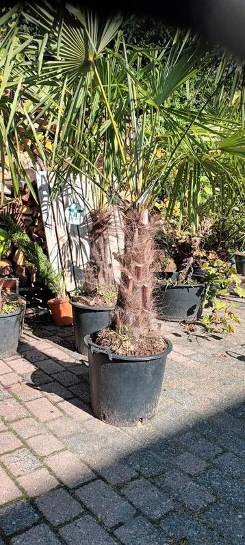 Trachycarpus Fortunnei palm  beschikbaar voor biedingen