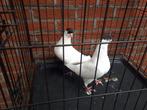 Helmduiven, Dieren en Toebehoren, Vogels | Duiven, Meerdere dieren, Overige soorten