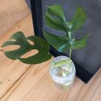 monstera minima gewortelde stek nr 74, Huis en Inrichting, Kamerplanten, Ophalen of Verzenden, Halfschaduw, Minder dan 100 cm