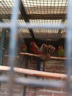 Vogels, Dieren en Toebehoren, Meerdere dieren, Parkiet, Geringd
