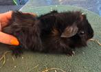 Cavia beer, Dieren en Toebehoren, Juli, Mannelijk, Cavia