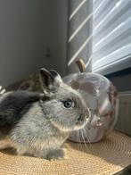 Prachtige nestjes! Gezocht hang oor konijntje lees verder!!, Dieren en Toebehoren, Konijnen, Mannelijk, Dwerg