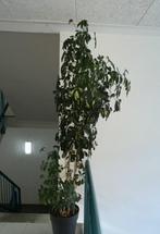Parapluplant, plant 230 cm, Huis en Inrichting, Kamerplanten, Ophalen, 200 cm of meer, Overige soorten, Halfschaduw