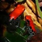 Ranitomeya reticulata, prachtige rode kikkers, Amfibie, 0 tot 2 jaar