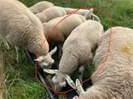 3 swifter stamboek ooitjes, Dieren en Toebehoren, Schapen, Geiten en Varkens, Vrouwelijk, Schaap, 0 tot 2 jaar