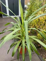 Kamerplant Yucca Elephantipes hoogte 90 cm, Ophalen of Verzenden, Overige soorten, Volle zon