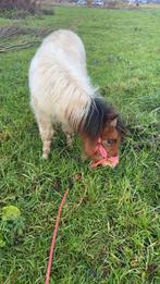 Stalling gezocht lieve shetlander, Dieren en Toebehoren, Stalling en Weidegang, Stalling, 1 paard of pony