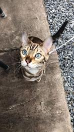 Snow Bengal, Kater, Kortharig, 6 jaar of ouder