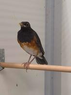 1-0 Zwartborst lijster, Dieren en Toebehoren, Mannelijk, Tropenvogel