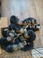 kruising Witte herder en oud duits herder GERESERVEERD  !², Dieren en Toebehoren, Honden | Herdershonden en Veedrijvers, Meerdere