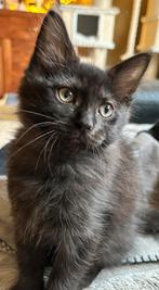 Maine Coon kittens mogen verhuizen, Meerdere dieren, Ontwormd, 0 tot 2 jaar