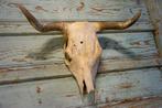 Schedel rund / skull, Verzamelen, Dierenverzamelingen, Ophalen of Verzenden, Gebruikt, Overige soorten, Schedel