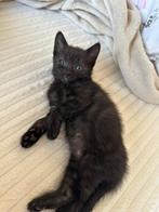 3 liefe sociaal  kitens te koop  katerjes, Dieren en Toebehoren, Katten en Kittens | Overige Katten, Kater, Kortharig, 0 tot 2 jaar