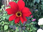 Zaden dahlia, Tuin en Terras, Bloembollen en Zaden, Ophalen of Verzenden, Volle zon