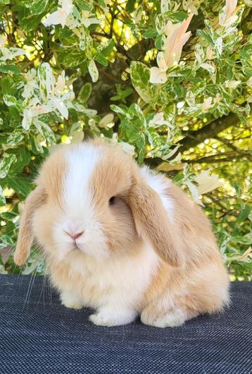 Mooie mini lop konijntjes  beschikbaar voor biedingen