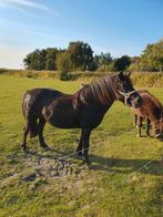 12 jr B pony merrie kinderpony, Dieren en Toebehoren, Pony's, Merrie, B, B pony (1.17m tot 1.27m), 11 jaar of ouder