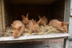 jonge thrianta konijnen, Dieren en Toebehoren, Konijnen, Meerdere dieren, Middelgroot, 0 tot 2 jaar