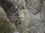 Gerst, kg, big bag, kuubskist, Dieren en Toebehoren, Ophalen, Hond