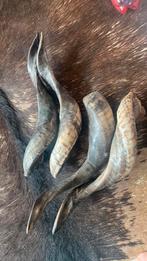 Hoorns, Ophalen of Verzenden, Zo goed als nieuw, Overige soorten, Gewei of Kop