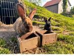 Jonge konijnen zwart en bruin, voedsters en rammelaars, Dieren en Toebehoren, Konijnen, Meerdere dieren, Groot, 0 tot 2 jaar