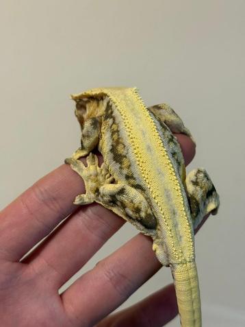 Male proven breeder crested gecko beschikbaar voor biedingen