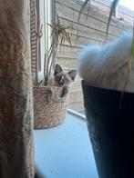 Heilige Birmaan x Ragdoll SUPER LIEF!!, Meerdere dieren, Gechipt, 0 tot 2 jaar