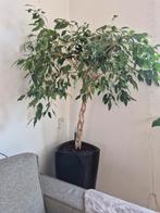 Grote kamerplant, circa 110 cm plant en 75 cm pot, samen, Huis en Inrichting, Ophalen