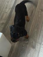 Lieve Rottweiler pup (12weken) zoekt nieuw warm thuis,, Dieren en Toebehoren, Honden | Niet-rashonden, CDV (hondenziekte), 8 tot 15 weken