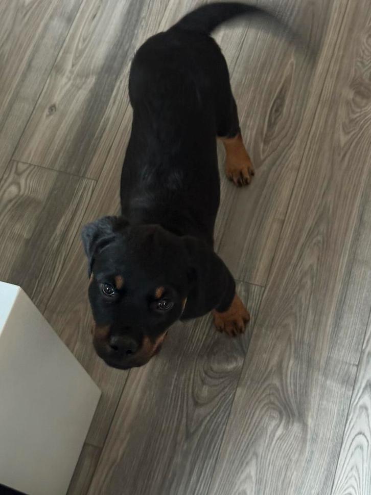 Lieve Rottweiler pup (12weken) zoekt nieuw warm thuis,, Dieren en Toebehoren, Honden | Niet-rashonden, Middel, Teef, Particulier