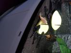 Pleco's te ruil, Vis, Zoetwatervis, Schoolvis