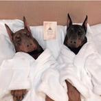 Supermooie Dobermann pups te koop., Dieren en Toebehoren, Honden | Bulldogs, Pinschers en Molossers, CDV (hondenziekte), Overige rassen