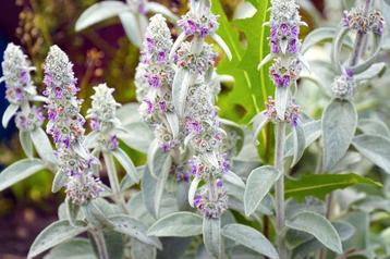 Stachys byzantina in 20 cm pot. beschikbaar voor biedingen