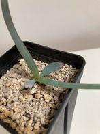 Welwitschia Mirabilis, Minder dan 100 cm, Ophalen of Verzenden, In pot, Volle zon