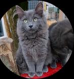 Hypoallergeen Neva Masquerade en Siberische kittens, Dieren en Toebehoren, Katten en Kittens | Raskatten | Langhaar, Meerdere dieren