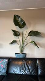 Grote strelitzia, Ophalen, Overige soorten, 150 tot 200 cm