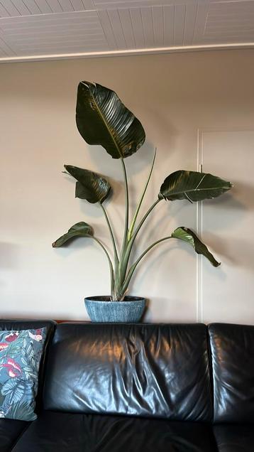 Grote strelitzia beschikbaar voor biedingen