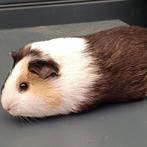 Mooie zeugje cavia, Dieren en Toebehoren, Knaagdieren, Cavia, Augustus, Vrouwelijk, Tam
