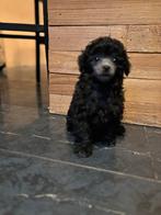 Grijze Poedel pup teefje mag nestje verlaten, Dieren en Toebehoren, Poedel, CDV (hondenziekte), 8 tot 15 weken, Meerdere