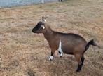 Dwerggeit Hoornloos, Dieren en Toebehoren, Schapen, Geiten en Varkens, Vrouwelijk, Geit