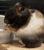 Jonge hamster vrouw met toebehoren., Dieren en Toebehoren, Knaagdieren, November, Vrouwelijk, Hamster