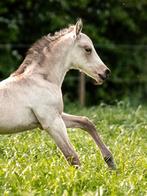 Prachtig PRE valk hengstveulen, Dieren en Toebehoren, Paarden, Niet van toepassing, Dressuurpaard, 0 tot 2 jaar, Hengst