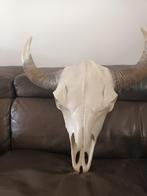 Skull met grote horens voor aan de wand, Huis en Inrichting, Woonaccessoires | Wanddecoraties, Gebruikt, Ophalen