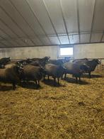 Blauwe texelaar, Dieren en Toebehoren, Vrouwelijk, Schaap, 0 tot 2 jaar