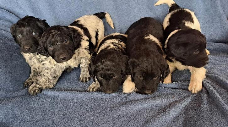 Friese stabij pups, Dieren en Toebehoren, Honden | Setters en Staande honden, Meerdere dieren, Overige rassen, Particulier, Meerdere