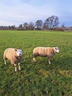 Te koop twee  jonge dekrammen swifter x texelaar, Mannelijk, Schaap