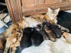 Main Coon kittens (half) te koop, Meerdere dieren, Ontwormd, 0 tot 2 jaar